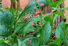 Demam Tak Kunjung Reda? Atasi dengan Ramuan Herbal Daun Sintrong, Simak Caranya!
