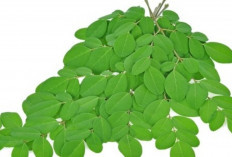 Cara Mudah Memperkuat Imun dengan Daun Kelor, Superfood Kaya Nutrisi