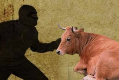 Polres Banyuasin Ungkap Komplotan Pencuri Sapi yang Langsung Potong di Tempat, Empat Ditangkap Dua Masih Buron