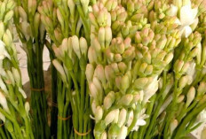 Aroma Menenangkan, Ini 6 Manfaat Bunga Sedap Malam untuk Kesehatan