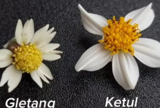 Ketul dan Gletang: Mirip, Tapi Berbeda Manfaat dan Khasiatnya