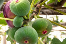 Bukan Susu, Inilah Buah Manis yang Ampuh Cegah Osteoporosis