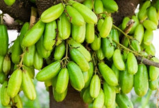 Turunkan Hipertensi Secara Alami dengan Belimbing Wuluh, Ini Penjelasannya