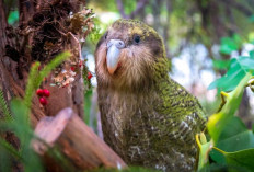 Burung Endemik Selandia Baru Ini Mirip Burung Hantu, Tapi Ternyata...