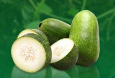 7 Manfaat Buah Kundur yang Jarang Diketahui, Nomor 5 Mengejutkan!