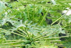Kelebihan Daun Pepaya Sebagai Anti-Inflamasi Alami untuk Kesehatan Tubuh