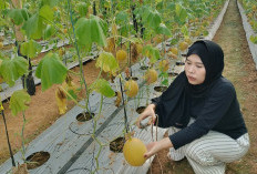 Petik Melon Langsung dari Kebun