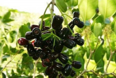 Warna Ungu Gelap Buah Jamblang Tanda Kandungan Antosianin Tinggi, Ini Manfaatnya