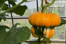 Turban Squash, Si Labu Eksotis yang Menyimpan Kejutan Sehat