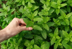 Segarnya Daun Mint: Solusi Alami Atasi Jerawat dan Masalah Kulit Ringan