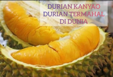 Durian Kanyao: Durian Langka dari Thailand yang Dibanderol hingga Rp720 Juta