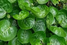 Tak Hanya Pelancar ASI, Ini 7 Khasiat Daun Mangkokan yang Jarang Diketahui
