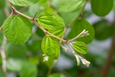 Daun Bidara: Herbal Alami yang Membantu Mengatasi Masalah Kulit