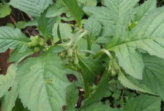 Turunkan Hipertensi Secara Alami dengan Daun Sintrong, Begini Caranya!
