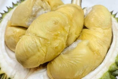 Pencinta Durian, Simak 5 Manfaat Durian Bagi Tubuh