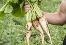 Lobak, Pilihan Tepat untuk Pola Makan Rendah Kalori
