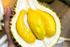 Bingung Saat Memilih Durian ? Coba Tips Berikut Agar Tidak Zonk