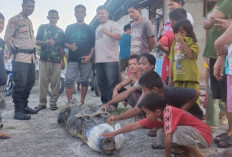 Heboh Warga Talang Kelapa Banyuasin Tangkap Buaya 3 Meter