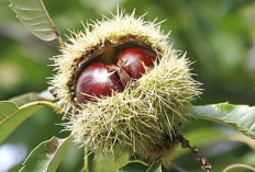 Chestnut, Pilihan Camilan Lezat yang Kaya Nutrisi dan Antioksidan