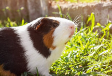 Hamster Eropa, Si Kecil dengan Keberanian Besar di Alam Liar