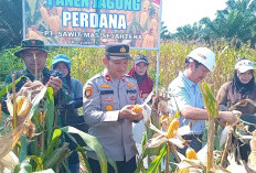 Kapolsek Pangkalan Balai Pimpin Panen Jagung di PT SMS