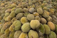 5 Daerah Penghasil Durian di Sumatera Selatan