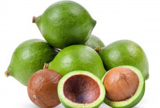 Bukan Hanya Biji, Ini 6 Khasiat Dahsyat Daging Buah Pala