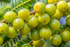 Khasiat Kromium dalam Buah Malaka untuk Penderita Diabetes