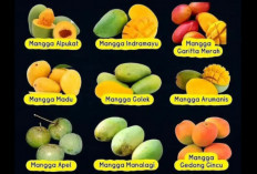 Mengenal 9 Jenis Mangga yang Ada di Indonesia