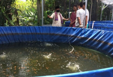 Tips Budidaya Ikan Lele dengan Kolam Terpal untuk Pemula agar Hasilnya Melimpah