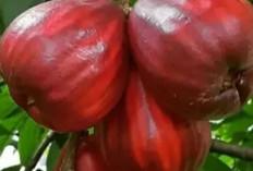 Jambu Bol, Buah Lokal dengan Segudang Manfaat bagi Tubuh