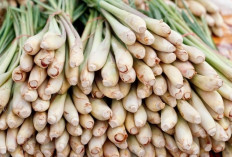 Minum Rebusan Serai, Ini 7 Khasiat Ajaibnya bagi Tubuh