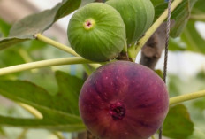 Buah Tin, Camilan Manis Rendah Kalori untuk Program Diet Sehat