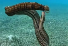 Mengenal Synapta maculata, Teripang Terpanjang di Dunia yang Ramah Ekosistem