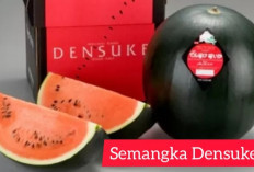 Densuke, Semangka Langka Berharga Rp90 Juta yang Memukau Dunia