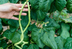 Manfaat Kacang Panjang untuk Menurunkan Berat Badan secara Alami