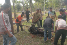 Sambut Pj Bupati Baru Bayar Nazar dengan Sembelih Sapi, GP-MBM: Rasa Syukur Menjaga Daerah