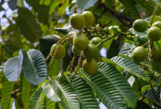 Buah Matoa, Si Kecil dari Papua dengan Manfaat Besar untuk Jantung
