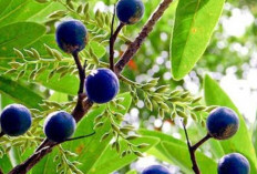 Mengenal Jenitri, Buah Kecil dengan Manfaat Besar bagi Tubuh dan Pikiran