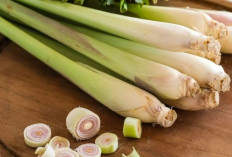 Turunkan Hipertensi dengan Serai, Ini Kandungan dan Manfaatnya