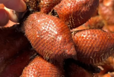 Salacca Wallichiana: Buah Mirip Salak yang Kaya Antioksidan dan Vitamin C