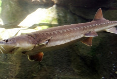 Sturgeon, Ikan Purba Penghasil Kaviar Termahal di Dunia