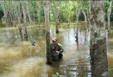 Warga Tetap Sadap Karet, Walaupun Harus Terobos Banjir