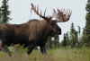 Moose, Sang Penjelajah Alam Liar yang Handal di Darat dan Air