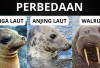 Walrus, Anjing Laut dan Singa Laut Apa Sih Bedanya?