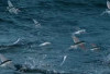 Bukan Burung, Tapi Bisa ‘Terbang’: Fakta Unik Ikan Terbang