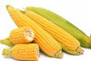 Mengontrol Gula Darah dengan Jagung: Fakta atau Mitos?