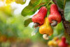 Buah Tropis Ini Diam-Diam Bisa Tingkatkan Hemoglobin!