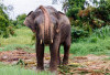 Mengapa Gajah Suka Bermain Debu? Fungsi dan Manfaatnya