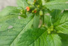 Wajah Glowing Tanpa Skincare Mahal? Coba Daun Sintrong, Herbal Tradisional Serbaguna!